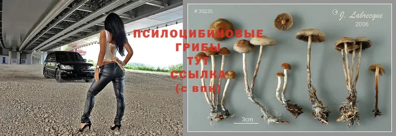 дарнет шоп  Буй  Галлюциногенные грибы Cubensis 